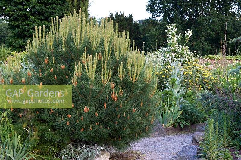 Pinus mugo 'Orange Sun' - Dwarf Pine 'Orange Sun' 