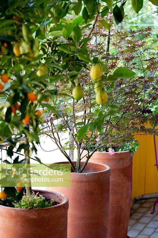 Group of containers on balcony with Citrus limon and Citrus fortunella japonica and Acer japonicum