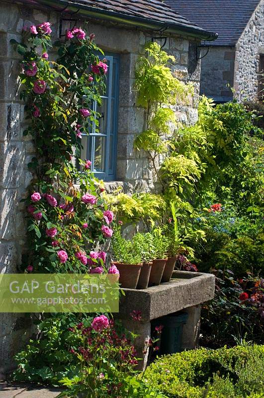 Rosa 'Gertrude Jekyll'  cllimbing stone wall of cottage next to stone trough and containers