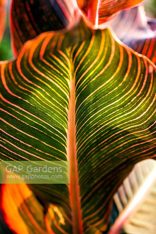 Canna indica 'Tropicana' - detail of large leaf