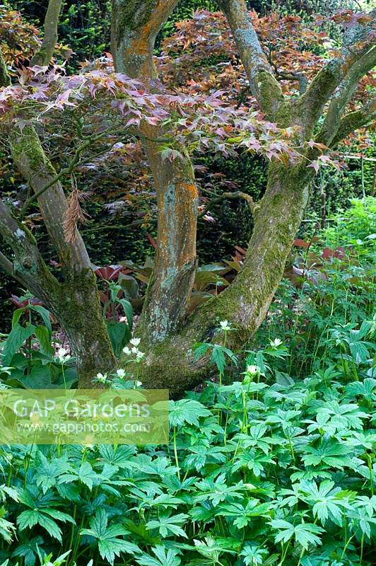 Astrantia major planted beneath an old Acer tree