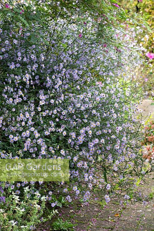 Symphyotrichum turbellinum 'Smooth Violet Prairie Aster'