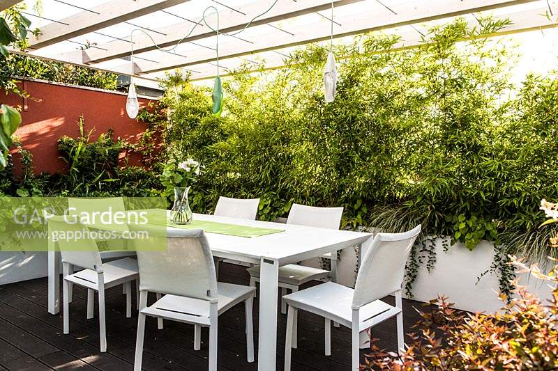 A dining area with white table and chairs, under a pergola with suspended lights, a trough of Phyllostachys nigra 'Epimedium' provides a screen