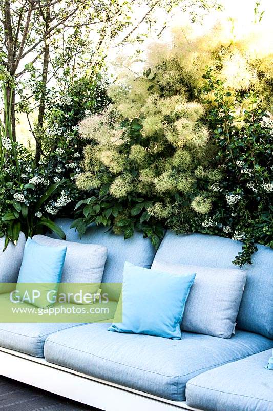 Outdoor lounger with cushions with Cotinus coggygria behind