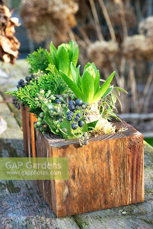 Wooden planter with Hyacynthus - Hyacinth - bulbs decorated with Hedera - Ivy - berries and conifer foliage