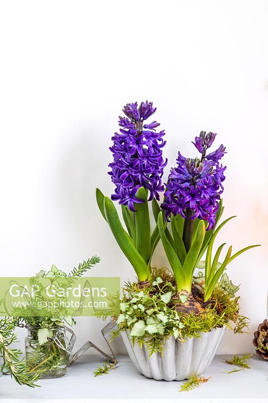 Blue hyacinthus - Hyacinth - in metal mould with moss, on shelf with biscuit cutter and vase of foliage 