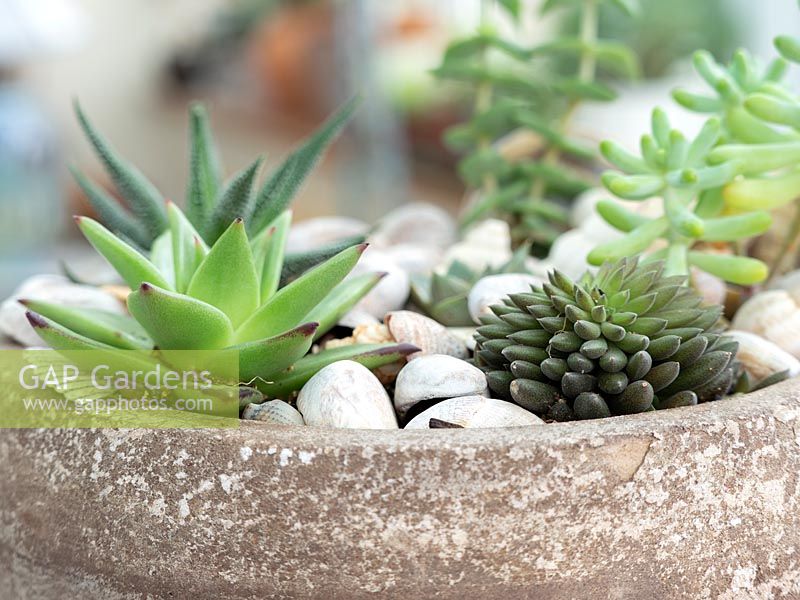 Container with succulent mini plants. Mulch finished with sea shells.