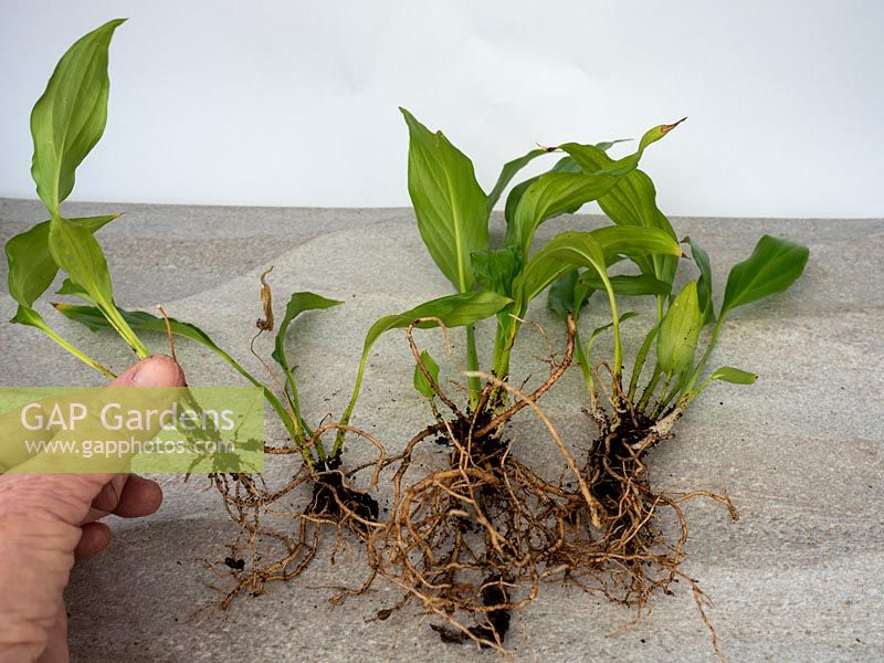 Spathiphyllum Peace Lily parent plant separated to make new plants