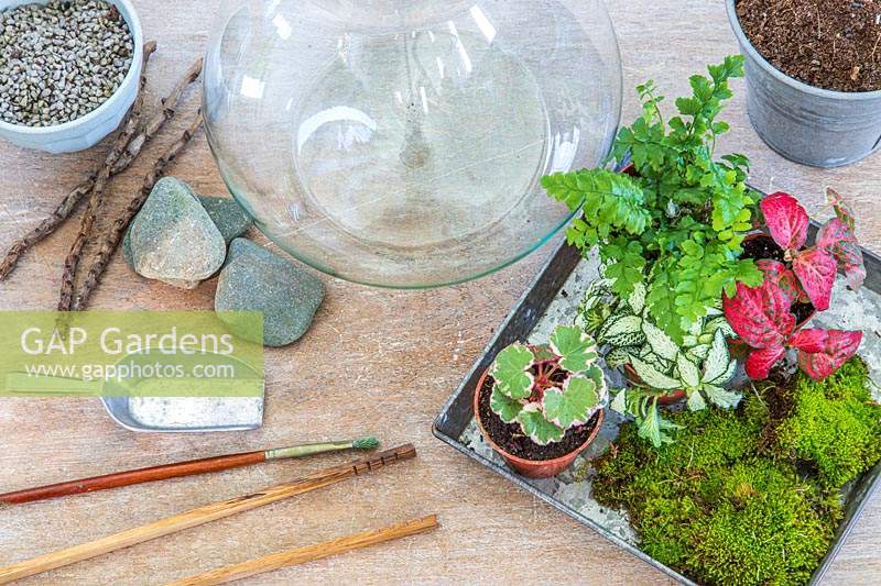 Plants and tools for planting up a terrarium