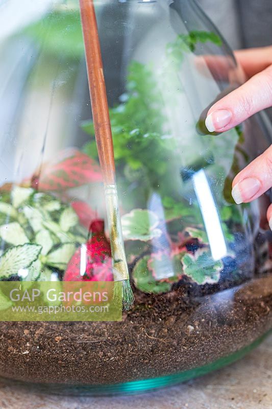 Using a long paint brush to move compost inside a terrarium