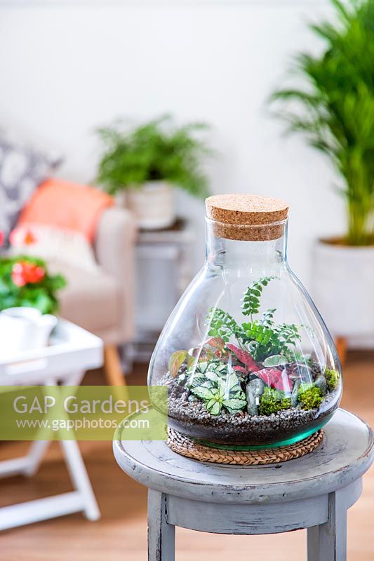 Terrarium planted with miniature fern, Fittonia and Saxifraga and decorated with stones, pebbles, moss and twigs