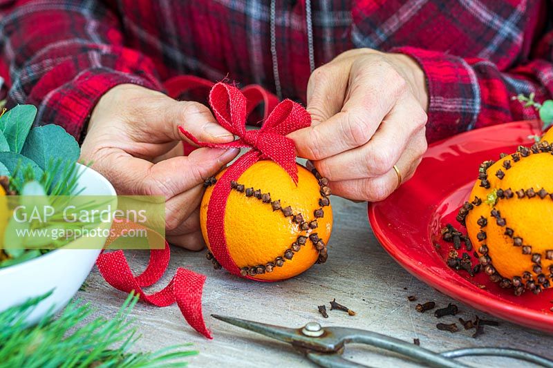 Oranges studded with cloves being decorated with red ribbon