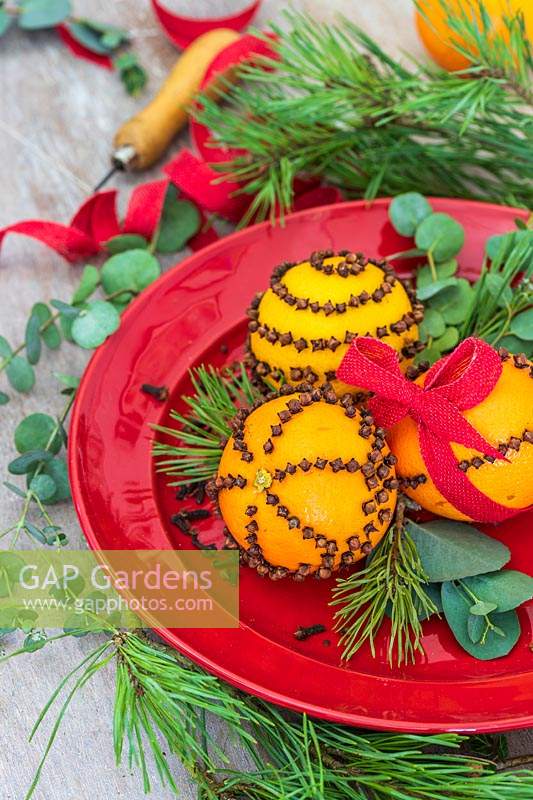 Oranges studded with cloves and decorated with red ribbon and foliage on a plate