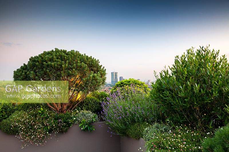 View to London skyline from roof terrace with container grown plants