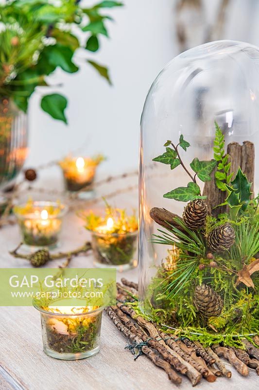 Winter table centrepiece arrangement under glass cloche with moss, cones, ivy and ferns