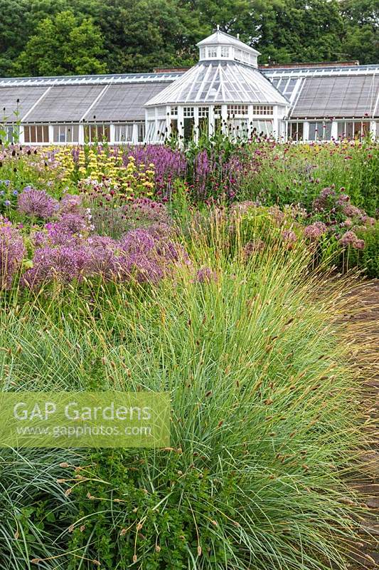 The Perennial Meadow and Victorian Conservatory at Scampston Hall Walled Garden, North Yorkshire, designed by Piet Oudolf. Planting includes Sesleria nitida, Allium cristophii and Phlomis russeliana.