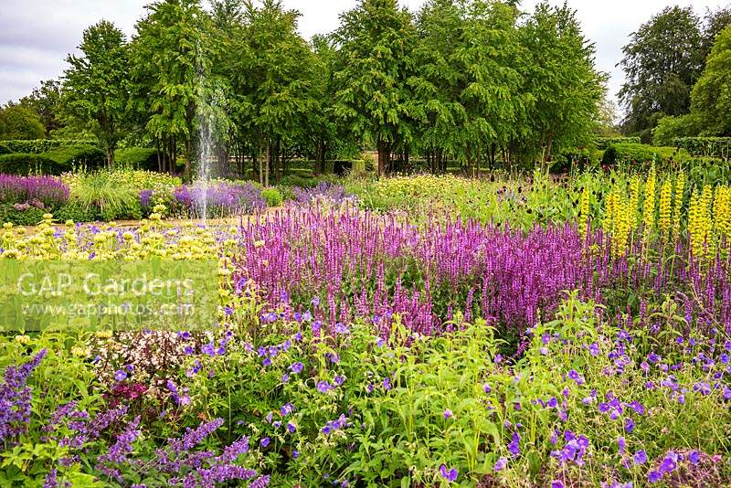 The Perennial Meadow at Scampston Hall Walled Garden, North Yorkshire, UK.  Planting includes Salvia x sylvestris 'Amethyst', Geranium 'Brookside', and Thermopsis caroliniana. 