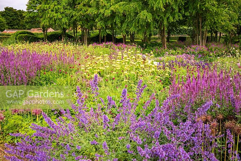 The Perennial Meadow and Katsura Grove at Scampston Hall Walled Garden, North Yorkshire, UK. Planting includes Nepeta racemosa 'Walker's Low', Salvia x sylvestris 'Amethyst', Phlomis russeliana and Knautia macedonica