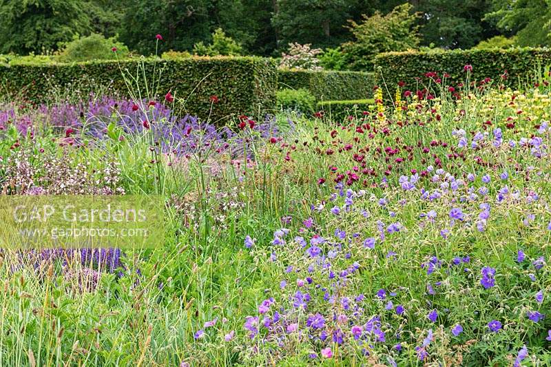 The Perennial Meadow at Scampston Hall Walled Garden, North Yorkshire, UK. Planting includes Geraniums, Dianthus carthusianorum, Knautia macedonica and a dark-leaved Penstemon, with a clipped Beech hedge - Fagus sylvatica.