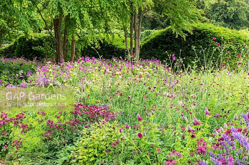 The Perennial Meadow at Scampston Hall Walled Garden, North Yorkshire, UK. Planting includes Knautia macedonica, Astrantia 'Claret', Trifolium rubens and Geranium psilostemon.