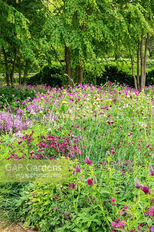 The Perennial Meadow at Scampston Hall Walled Garden, North Yorkshire, UK. Planting includes Knautia macedonica, Dianthus carthusianorum, Astrantia 'Claret', Trifolium rubens and Geranium psilostemon.