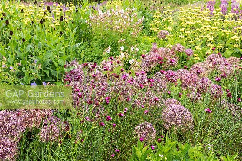 The Perennial Meadow at Scampston Hall Walled Garden, North Yorkshire, UK. Planting includes Allium cristophii, Dianthus carthusianorum, geraniums and Phlomis russeliana
