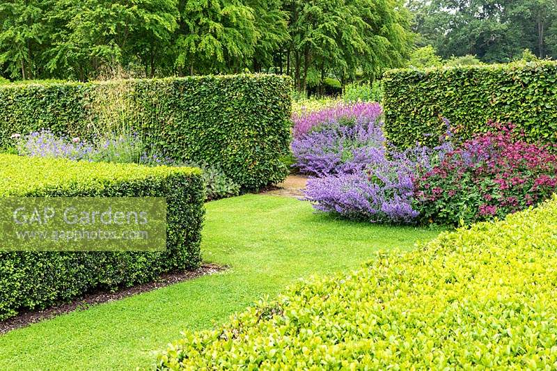 Clipped topiary Buxus - Box - cubes and Fagus - Beech clipped hedges with perennial borders in The Spring and Summer Box Borders. Scampston Hall Walled Garden, North Yorkshire, UK. 