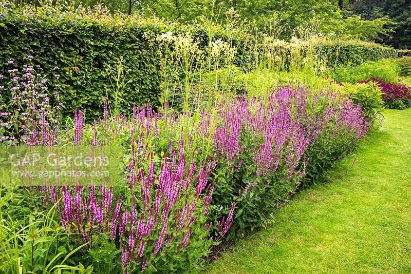 The Spring and Summer Box Borders backed by Beech hedges - Fagus sylvatica - with perennial planting including Salvia and Thalictrum. Scampston Hall Walled Garden, North Yorkshire, UK. 