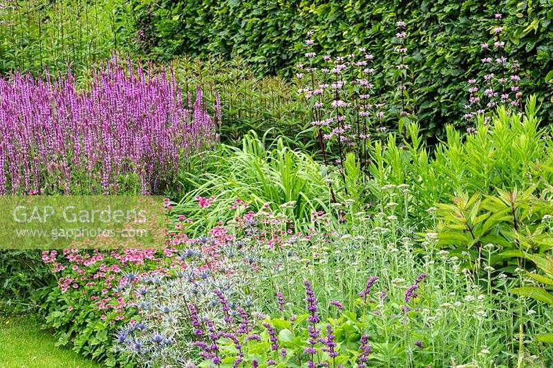 The Spring and Summer Box Borders with a purple and pink planting combination, including Salvia, Astrantia, Phlomis, Eryngium and Nepeta at Scampston Hall Walled Garden, North Yorkshire, UK. 