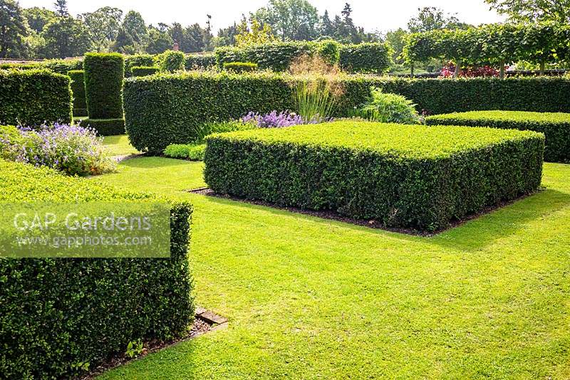 Clipped topiary Buxus sempervirens and Fagus sylvatica - Beech hedges in the Spring and Summer Box Borders at Scampston Hall Walled Garden, North Yorkshire, UK. 