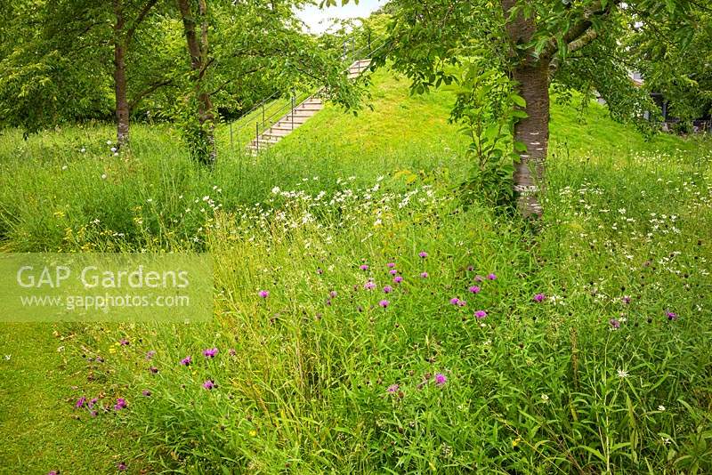 Meadow of wildflowers and grasses planted under Prunus x yedoensis - Yoshino cherry trees at Scampston Hall Walled Garden, North Yorkshire, UK. 