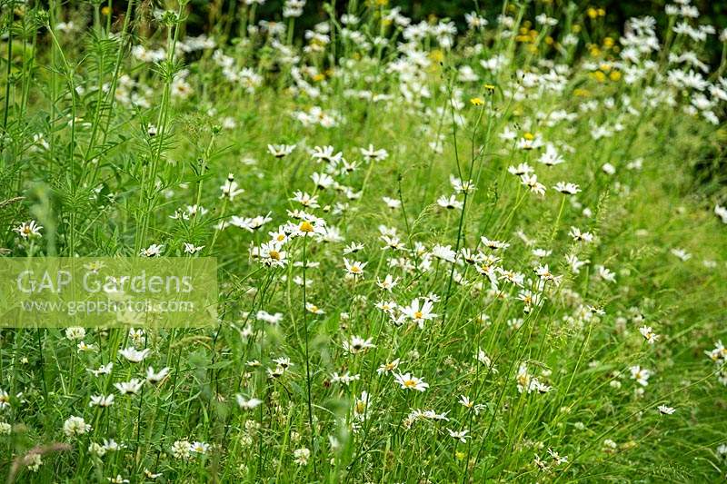 Leucanthemum vulgare - Ox Eye Daisies - in a meadow of wildflowers and grasses.
