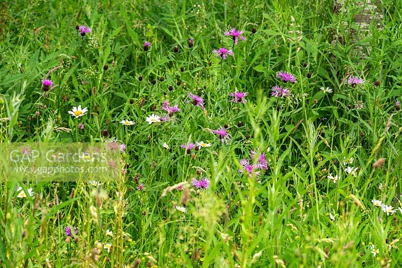Meadow of wildflowers and grasses 
