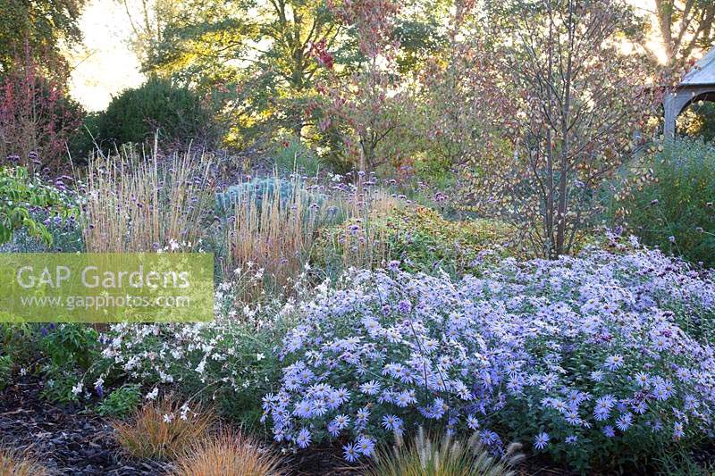 Autumn planting of grasses, Verbena, Gaura and Asters.  Radcot House, Oxfordshire, UK