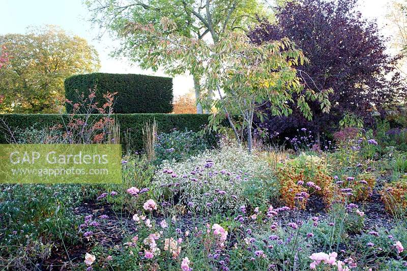 Autumn borders with Verbena, Rosa, Asters, Eupatorium, shrubs and grasses.   Radcot House, Oxfordshire, UK