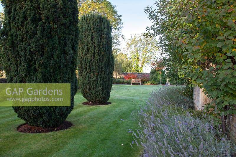 Shaped Yew barrels with Lavender lined formal lawn. Radcot House, Oxfordshire, UK