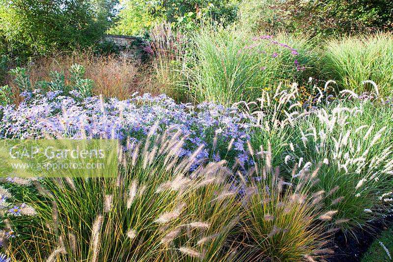 Autumn border with Aster frikartii 'Monch', Vernonia 'Mammuth', Pennisetum, Miscanthus, Panicum and Rudbeckia. Radcot House, Oxfordshire, UK