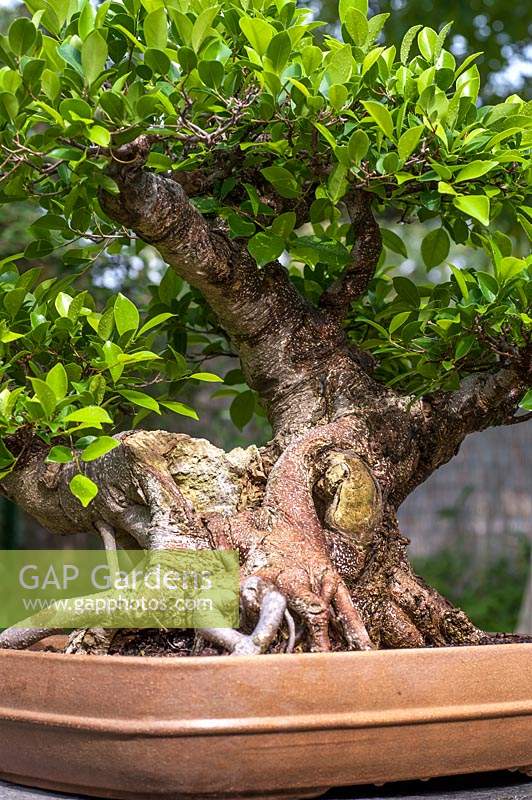 Ficus retusa tree bonsai detail in container on stoned stand. Japanese garden, Prague botanic garden bonsai collection