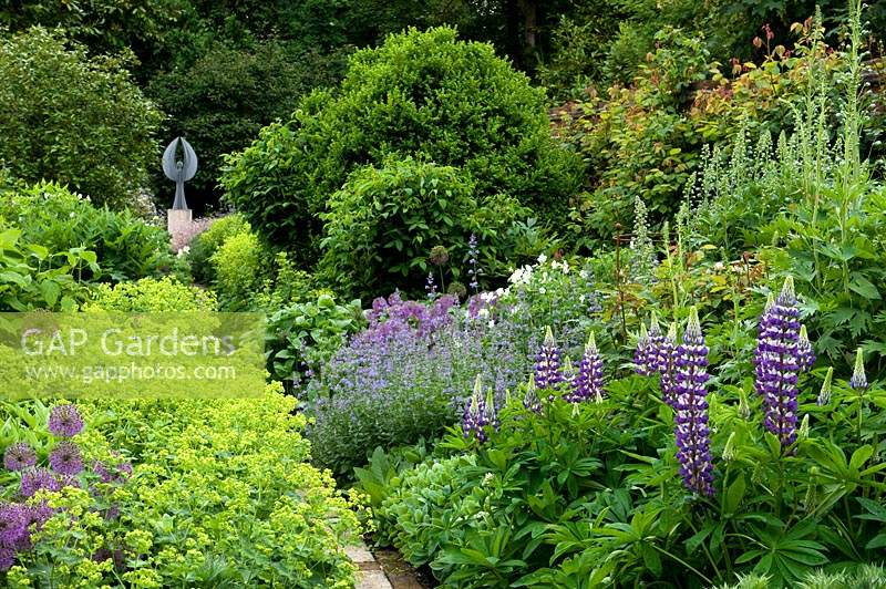 Lupinus 'Governor Blue' and Alchemilla mollis in borders either side of path leading to angel sculpture