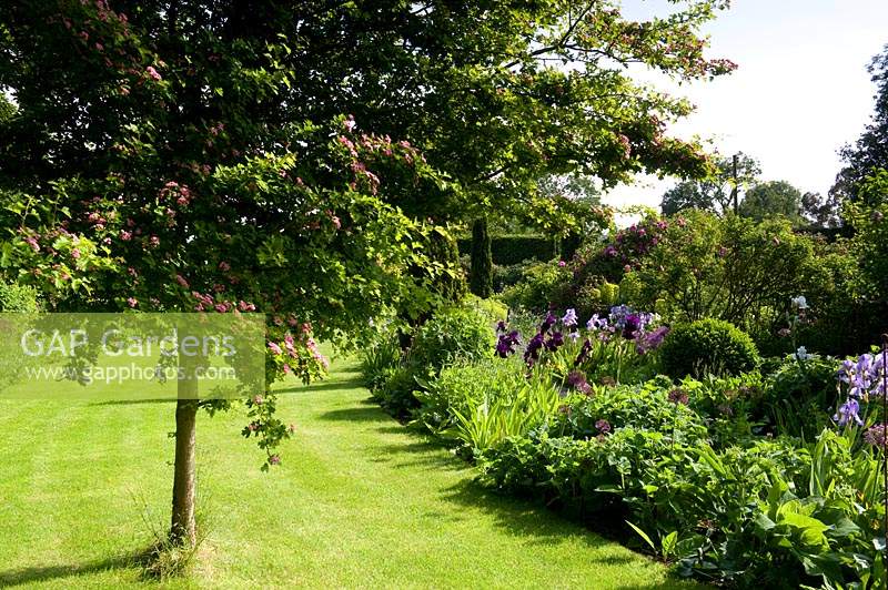 Flowering tree and borders in country garden. 