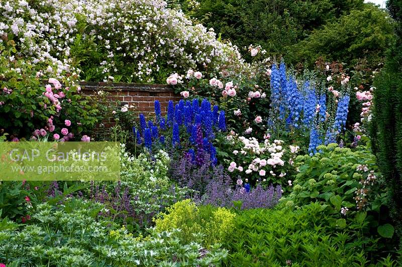 Delphiniums and roses in walled cottage garden border. 