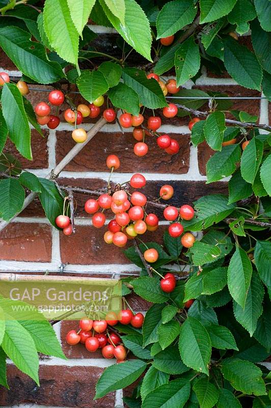 Ripening cherries - espalier cherry tree against brick wall. 