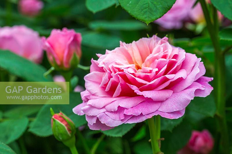 Rosa 'Eustacia Vye' Ausegdon - English Rose