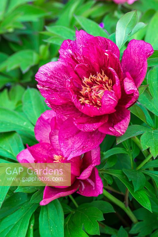 Paeonia 'All that Jazz'