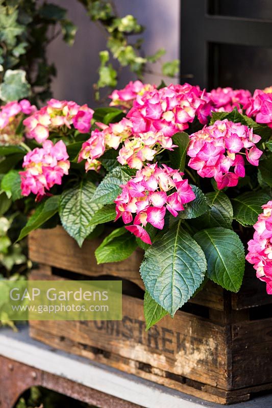 Hydrangea in bloom displayed in wooden crate. 