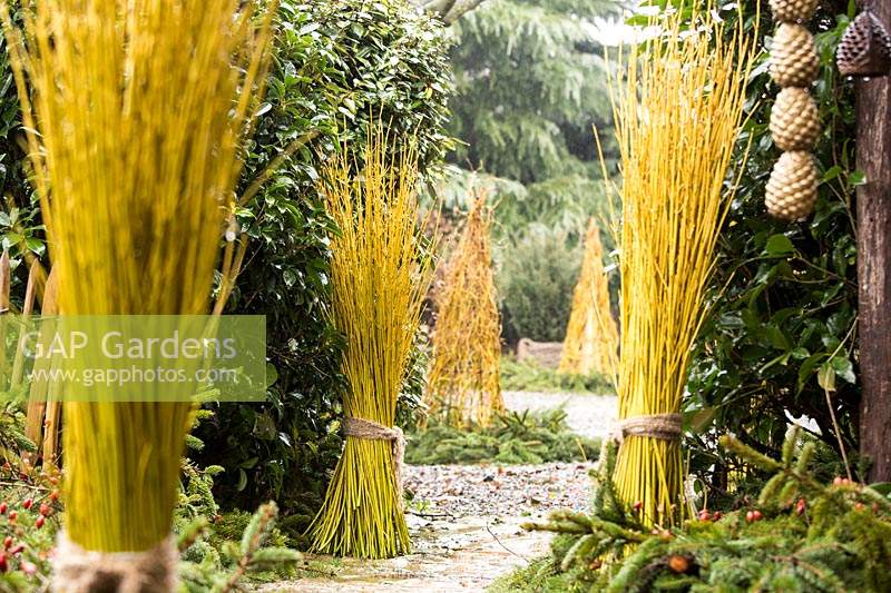 Tied bundles of Cornus sericea 'Flaviramea' - Dogwood - decorate a garden