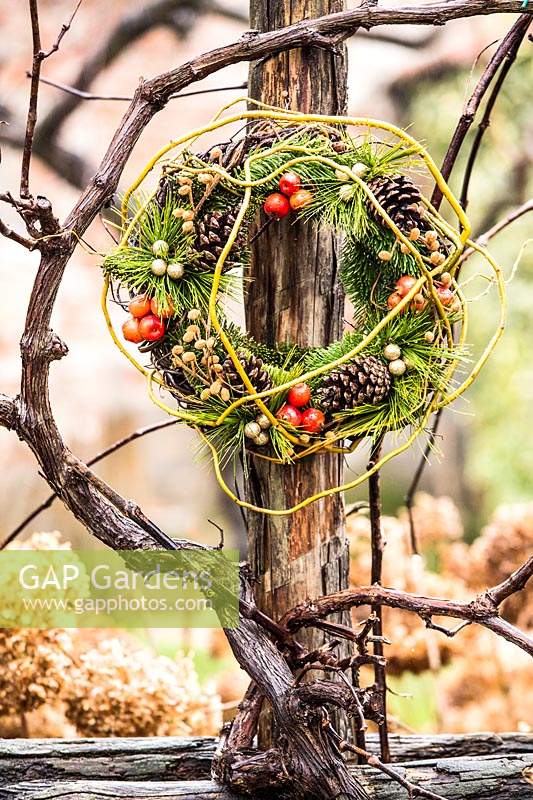 Wreath made of bare yellow stems, small apples, fir branches and pine cones, hung up in garden on climber support