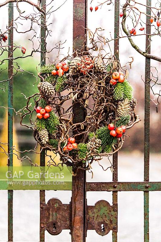 Wreath made of Corylus avellana 'Contorta' stems, small apples, fir branches and pine cones, hanging on metal gate