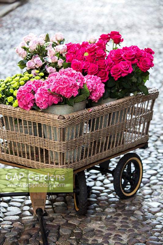 Wicker cart with buckets of cut flowers: Hydrangea macrophylla and Chrysanthemum santini, Rosa 'Barburry' - Rose and Dianthus 'Farida'