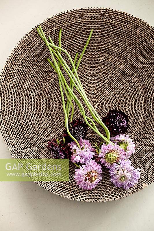 Display of Scabiosa